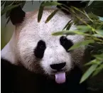  ??  ?? Tasty: Yang Guang eating bamboo
