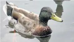  ??  ?? Birds of a feather Male mallards use‘eclipse plumage’to look like females and confuse predators Picture: Will George