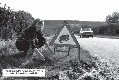  ?? ?? Diana Humpidge helping toads cross the road – pictured here in 1989