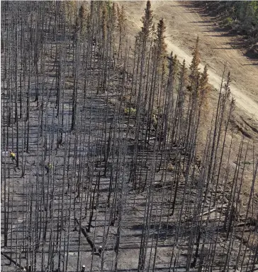  ??  ?? Firefighte­rs at work in a stretch of scorched trees in Bear Creek, southwest Yukon