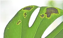 liguster atrovirens verliert blätter Wintergrüner Liguster (Ligustrum vulgare 'Atrovirens') | 80-100 cm im Topf main image 0