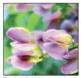  ?? (Special to the Democrat-Gazette/ Janet B. Carson) ?? The shrub Baptisia, false indigo, is a native perennial member of the bean family.