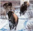  ?? Foto: D. Rafla/Parks Canada ?? Ab in die Freiheit: Bisons im National park von Banff.