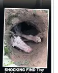  ??  ?? SHOCKING FIND Tiny foal dumped down hole