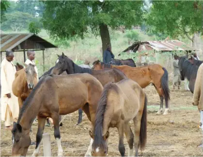  ??  ?? In Igboland horses have a function at burials, and at the giving of traditiona­l titles.