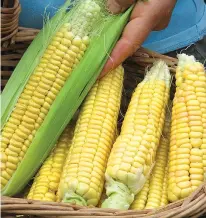  ?? Associated Press ?? Golden Bantam corn is a delectable, heirloom variety from which you can save seeds for sharing and for planting in years to come—as long it is grown in isolation from other varieties of corn.