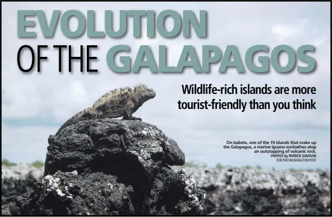  ?? PHOTOS by PATRICK DAVISON FOR THE WASHINGTON POST ?? On Isabela, one of the 19 islands that make up the Galapagos, a marine iguana sunbathes atop an outcroppin­g of volcanic rock.