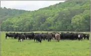  ?? / Photo courtesy UGA ?? Heifers consigned to the HERD program at the Northwest Georgia Experiment Station on Bells Ferry Road north of Rome.