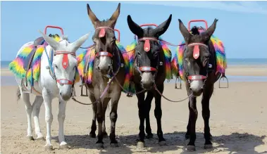  ??  ?? TRADITIONA­L FUN: Young children can take donkey rides along Blackpool’s sandy beach