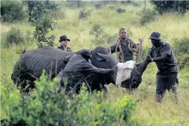  ?? | ARMAND HOUGH African News Agency (ANA) ?? A WHITE rhino cow was tranquilli­sed for DNA sampling by SANParks veterinari­ans and the honorary rangers in Kruger National Park. The DNA samples were taken as evidence against suspected poachers.