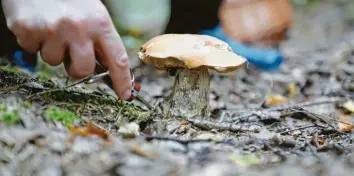  ?? Symbolfoto: Bodo Schackow/dpa ?? Der Auwald bei Leipheim bietet Lebensraum für viele Pilzarten.