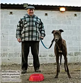  ?? RICHARD SWINGLER ?? Denzil Williams, 76, with his greyhound Duchess, aged two