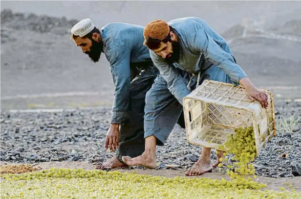  ?? JAVED TANVEER / AFP ?? Campesinos de Kandahar extienden uva para que se seque