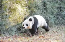  ?? AFP-Yonhap ?? The giant panda is seen as an ‘umbrella’ species because its conservati­on is considered to help many less well-known animals, plants and birds.