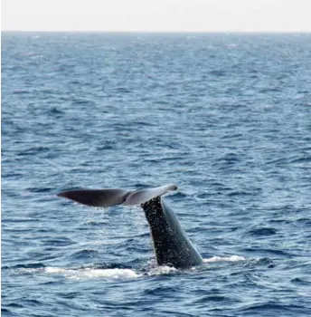  ??  ?? Benjamin Wambergue@marine Mammals Research Associatio­n