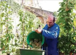  ?? ?? Jean-Paul Schott ist bei der Stadt Luxemburg Verantwort­licher für den Weinberg.