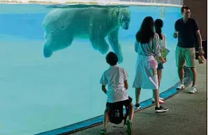  ?? — AFP ?? Hello, humans: Visitors watching Inuka the polar bear as he swims in his enclosure at Singapore Zoo.