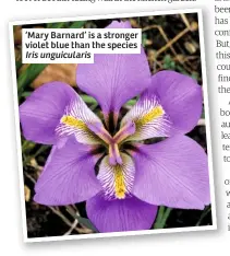  ??  ?? ‘Mary Barnard’ is a stronger violet blue than the species Iris unguicular­is