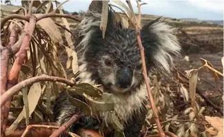 ?? NINE ?? A koala sits injured in the logged blue gum plantation at Cape Bridgewate­r. The animal was later euthanised after being found to have a broken arm.