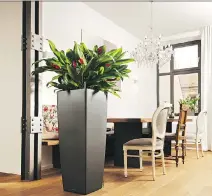  ?? PHOTO COURTESY OF ALPHAPLANT­ES, GAZETTE FILES ?? Houseplant­s not only add to a home’s decor, but also help purify the air.