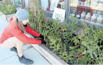  ?? SPECIAL TO THE EXAMINER ?? The GreenUP Store features many resources, ideas and products to help you have a green and waste-free holiday. Here, GreenUP Store co-ordinator, Kristen LaRocque decorates the storefront at 378 Aylmer St. with natural cedar, balsam fir, sumac and...