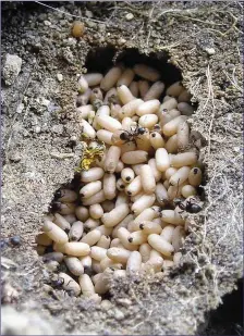  ??  ?? Black Garden Ants with cocoons concealed in a nest under a stone.