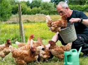  ??  ?? An enthusiast­ic Warren hen tries to clamber inside the feed bucket as Garry tends to his chickens.
