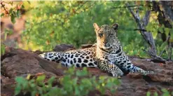  ??  ?? SOUTH AFRICA: This handout picture shows a leopard at the Soutpansbe­rg Mountains, South Africa. — AFP