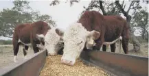  ??  ?? 0 Producers fear imports of hormone-treated US beef