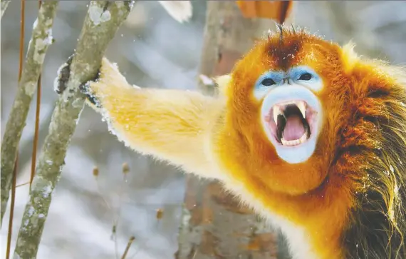  ?? PHOTOS: BBC EARTH ?? The golden snub-nosed monkey, native to central China, is among dozens of species featured in David Attenborou­gh’s new series, Seven Worlds, One Planet.