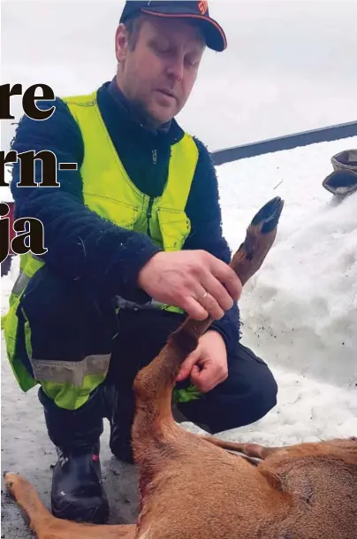  ?? FOTO: PRIVAT ?? ET AV 12: Leder av viltnemnda, Svein-Torje Ljøstad, med rådyret som ble funnet fredag ettermidda­g langs Arendalsba­nen.