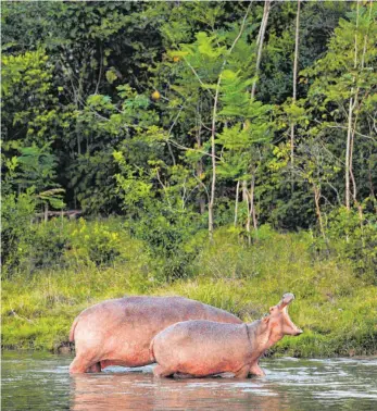  ?? FOTO: IMAGO IMAGES ?? Pablo Escobars frühere Drogenranc­h „Hacienda Nápoles“ist inzwischen ein Themenpark – und wird von rund 80 Hippos bevölkert. Das hat Folgen für Mensch und Umwelt.