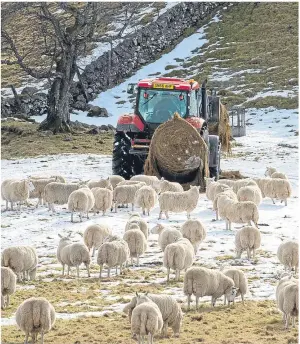  ??  ?? SQUEEZE: Higher fodder costs are having an impact on farmers