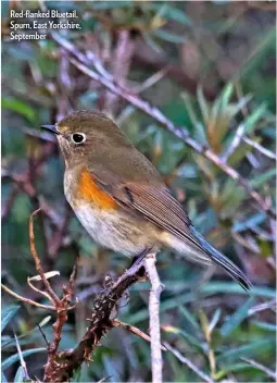  ??  ?? Red-flanked Bluetail, Spurn, East Yorkshire, September