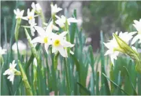  ?? Photo / Bevan Conley ?? Early jonquils will flower in August and September.