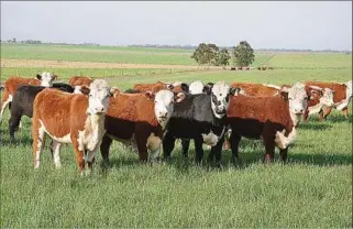  ?? ?? GANADERÍA. Proyecto de control y erradicaci­ón de la bichera le cambiará el ánimo a los productore­s.