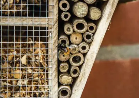  ??  ?? Beelden uit het Gentse stadstuint­je van Regine Dedecker, volgens Natuurpunt de meest diervriend­elijke tuin