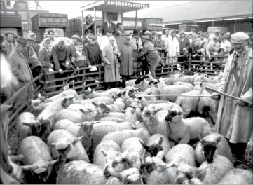  ??  ?? The weekly livestock auction at Lockmeadow in Maidstone in 1968