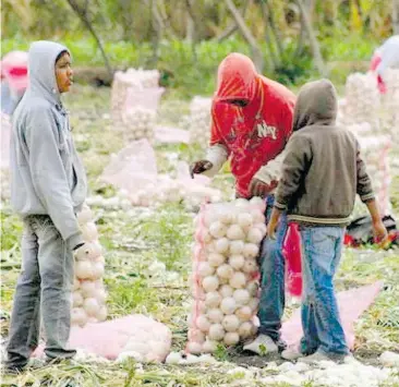  ?? ARCHIVO EL SOL DE CUAUTLA ?? La cebolla fue importada en meses pasados