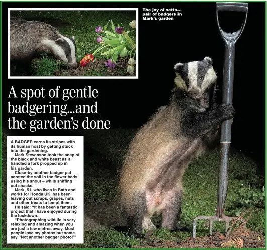  ?? Picture: MARK STEVENSON / CATERS NEWS ?? The joy of setts... pair of badgers in Mark’s garden