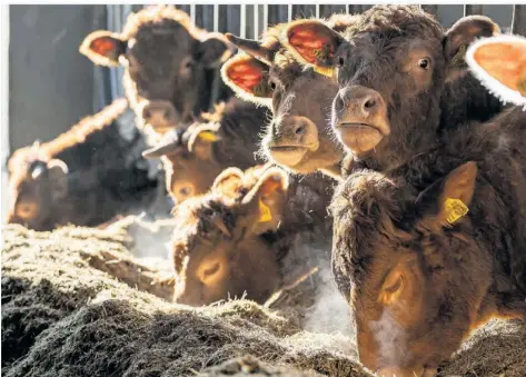  ?? FOTO: SILAS STEIN/DPA ?? Wenn ein Bauer eine sogenannte intensive Landwirtsc­haft betreibt, zum Beispiel zur Milchprodu­ktion, fallen die Zuschüsse je Hektar geringer aus als bei einer naturnahen Landwirtsc­haft. Auf diese Formel bringt Alexander Welsch, Hauptgesch­äftsführer des Bauernverb­ands Saar, die Verteilung der Gelder.