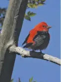  ?? BY MIKE’S BIRDS VIA WIKIMEDIA ?? The scarlet tanager might be one of the species encountere­d on the bird walk in Shenandoah National Park’s Wildflower Weekend.