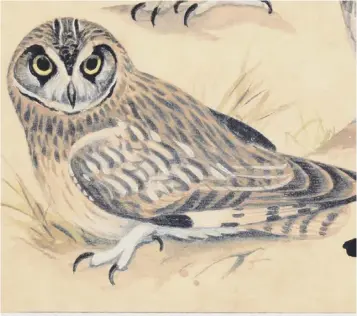  ??  ?? Painting of short eared owl is by Richard A. Richardson, notable ornitholog­ist and illustrato­r