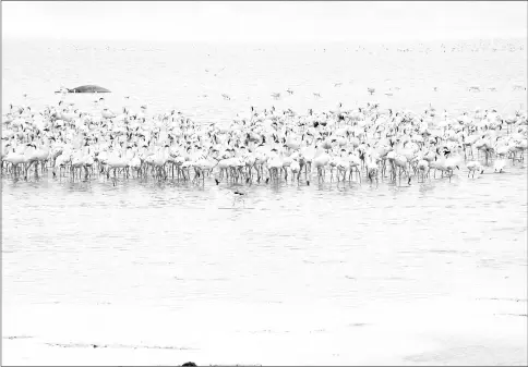  ??  ?? A flock of flamingos is seen in Ngorongoro,Tanzania.