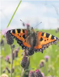  ??  ?? Colour Butterfly on a thistle by Roy Baker