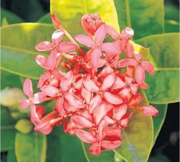  ??  ?? An Ixora hedge.