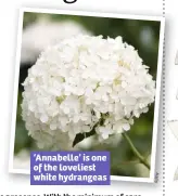  ??  ?? ‘Annabelle’ is one of the loveliest white hydrangeas