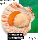  ?? ?? Scallops are an exciting prize to find on a dive