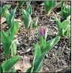  ?? Special to the Democrat-Gazette/ JANET B. CARSON ?? Tulip bulbs must chill for six to 12 weeks to look their best.