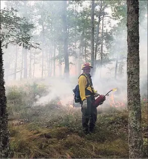  ?? Connecticu­t Department of Energy and Environmen­tal Protection ?? Emily Schafer, a member of the Connecticu­t Interstate Fire Crew and a DEEP seasonal worker, helps with burnout efforts at the Potash Brook Fire in Windham on Sept. 17,